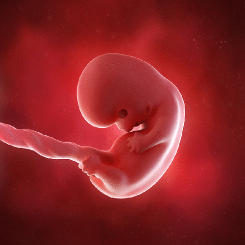 胎儿的生长过程 胚胎的发育四个阶段